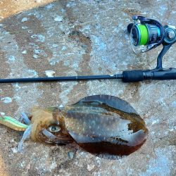 アオリイカ大きくなってきました！